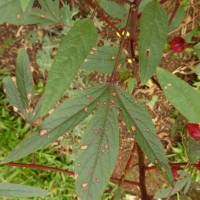 Hibiscus sabdariffa L.